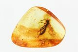 Large Fossil Wasp (Hymenoptera) In Baltic Amber #270625-2